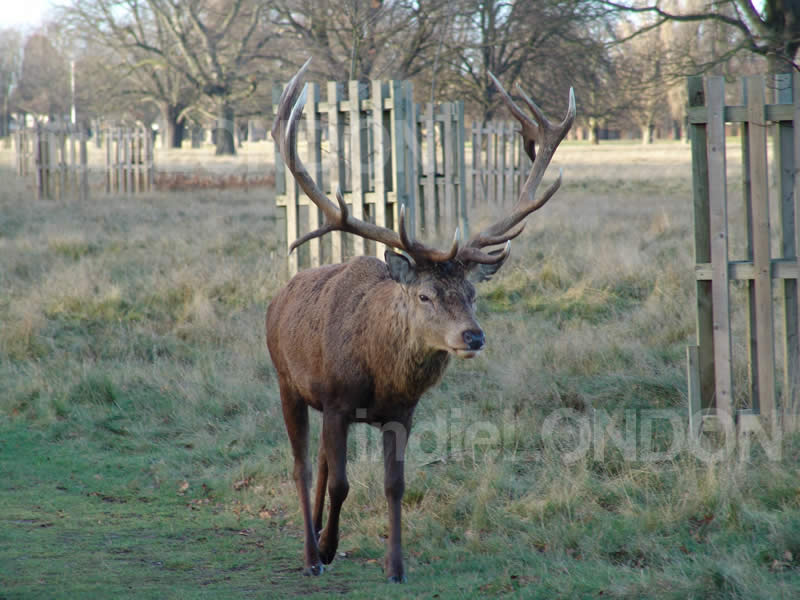 Deer in Bushy Park